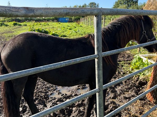 Friesian gelding - Main image