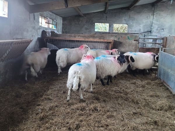 Ram Lambs - Main image