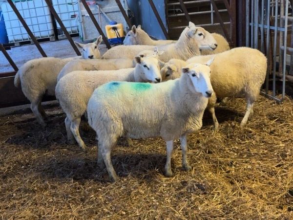 💥8 Cheviot Hoggets 💥 - Main image