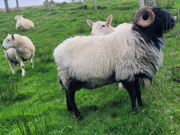 Cheviot Rams - Main image