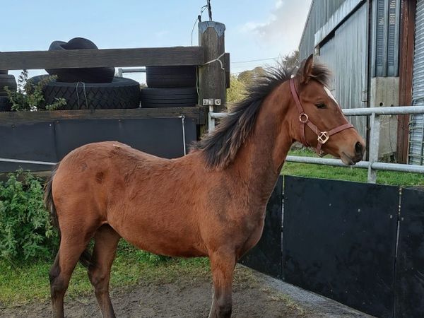 6 month old Connemara pony filly foal - Main image