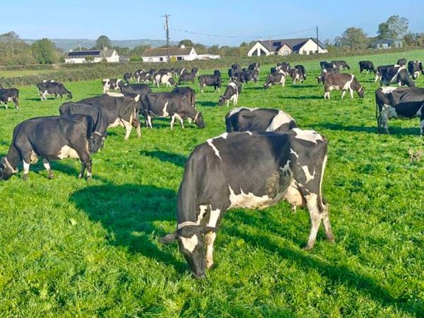 Late calving dairy cows plus in calf heifers - Main image