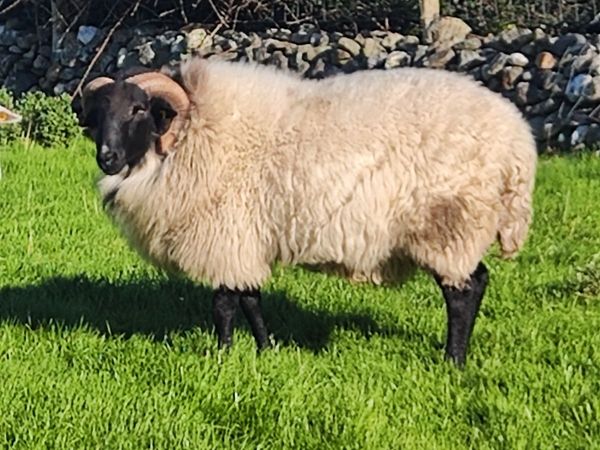 Mayo blackface hogget ram - Main image