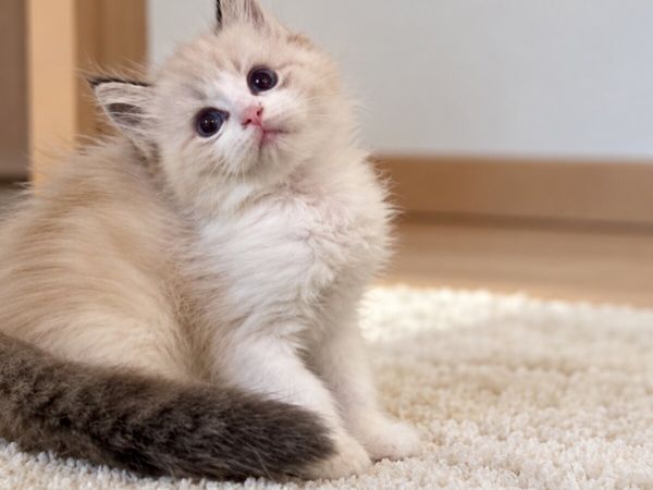 Beautiful Purebreed  ragdoll gene tested - Main image