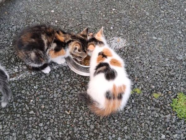 Kittens - Main image