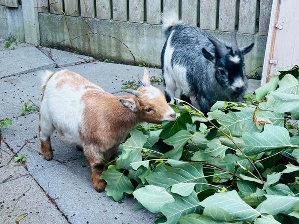 Show quality Pure Pigmy’s - Main image