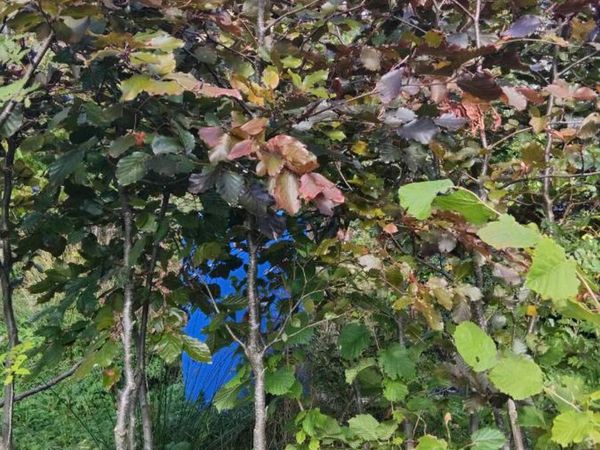 Copper Beech trees - Main image
