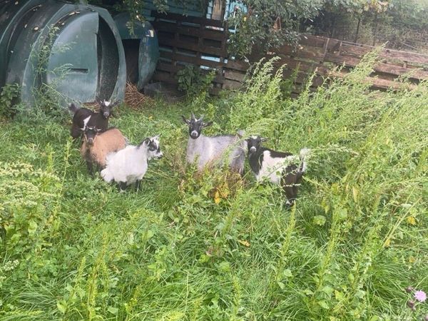 Pygmy goat kids - Main image