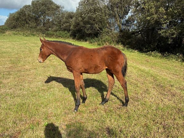 Mare and Foal - Main image