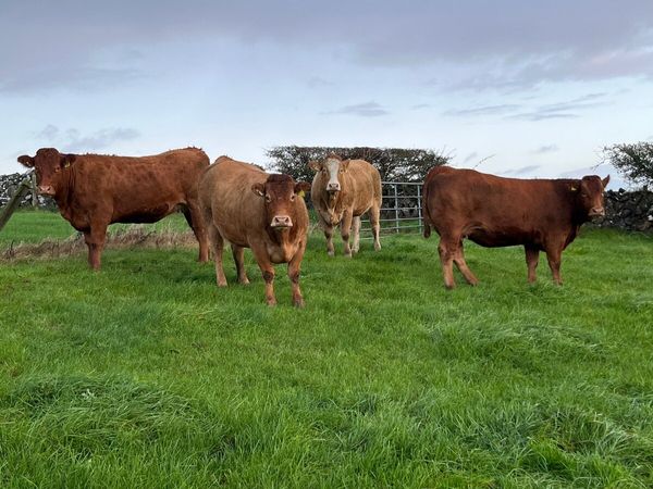 Springing heifers - Main image