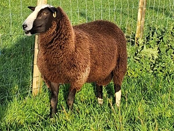 Zwartble ram lambs - Main image