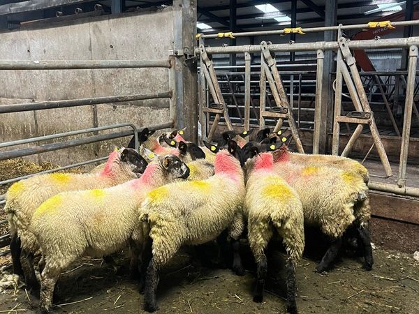 Ewe lambs - Main image
