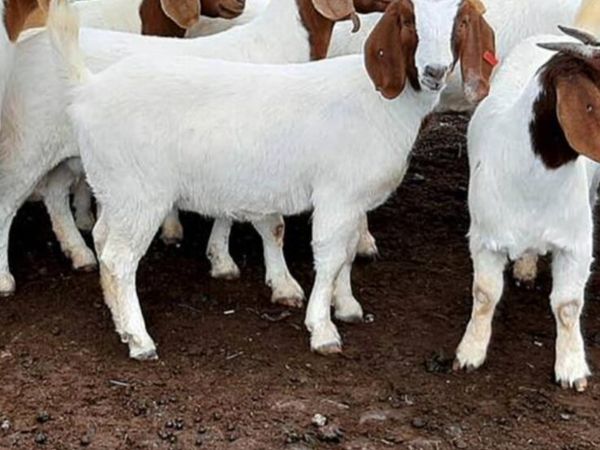 Goats - Main image