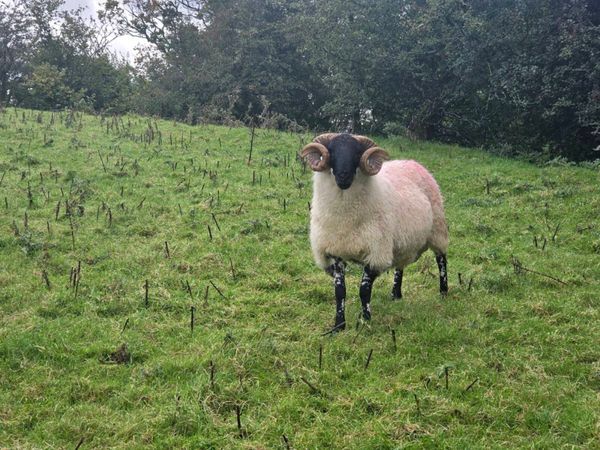 Hogget Rams - Main image