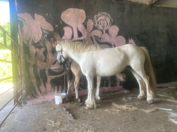 Pony mare and foal - Main image