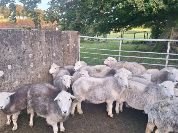 Herdwicks - Main image
