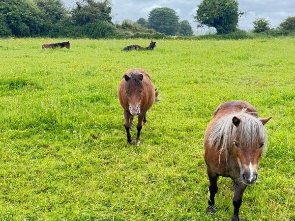 Falabella Ponies Morher and Daughter - Main image