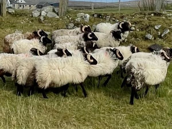 Ram Lambs - Main image