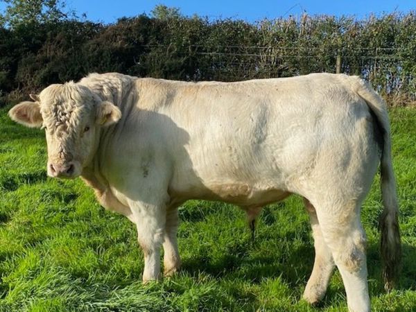 Pedigree (non-reg) Charolais Bull - Main image