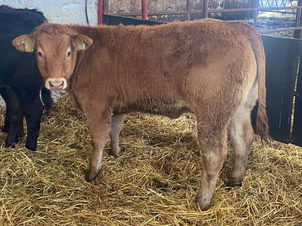 5 Super Limousin Heifer Weanlings - Main image