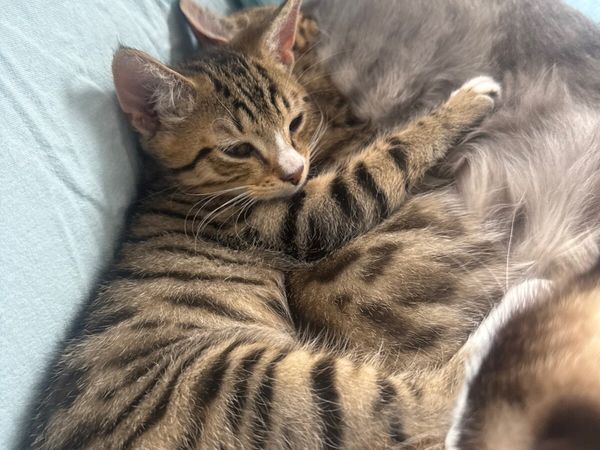 Kittens for sale - Main image