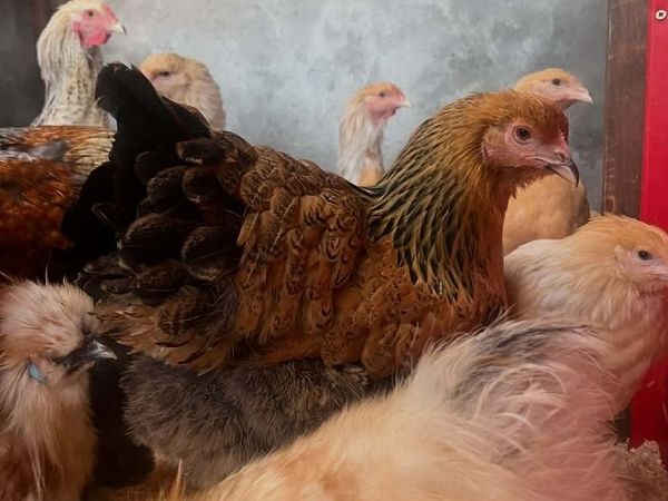 Poultry - Main image