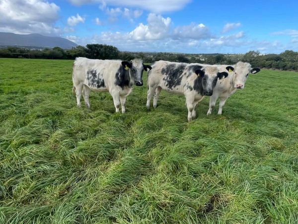 Show and sale 2nd October - Main image