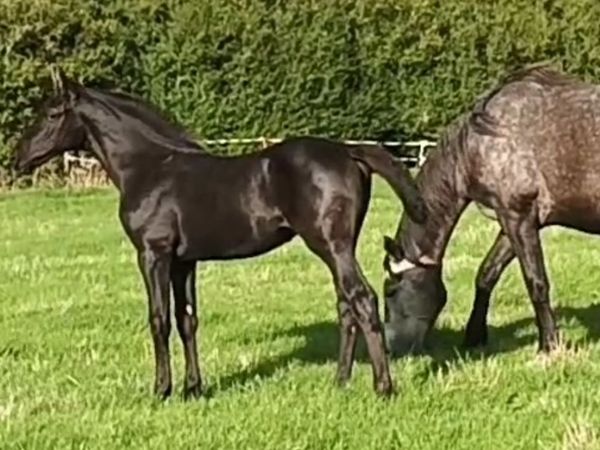 Csf Castlelawn Emerald Filly Foal - Main image