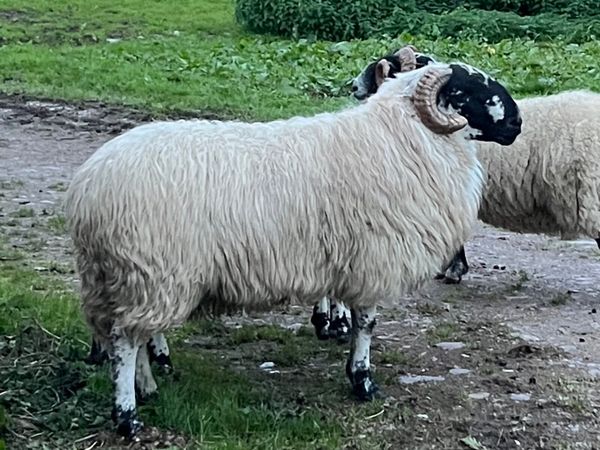 Scotch Ram - Main image
