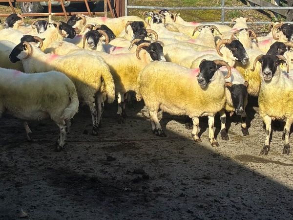 Breeding Sheep for sale - Main image