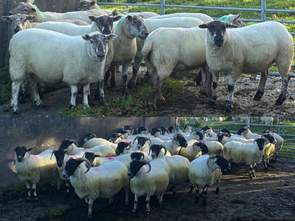 Breeding Sheep for sale - Main image