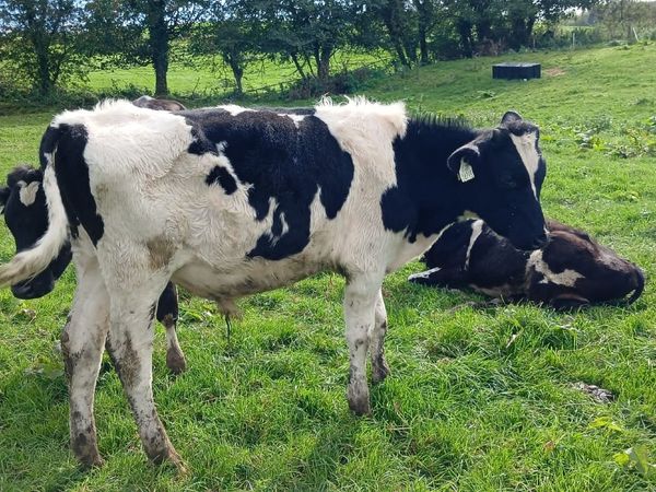 Calves - Main image