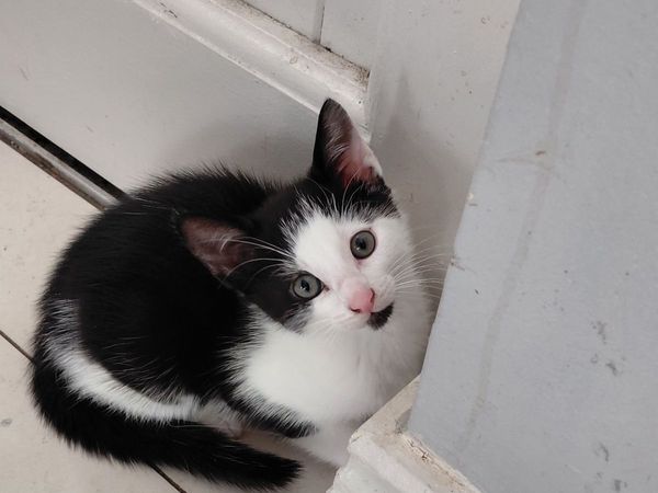 Kittens - Main image