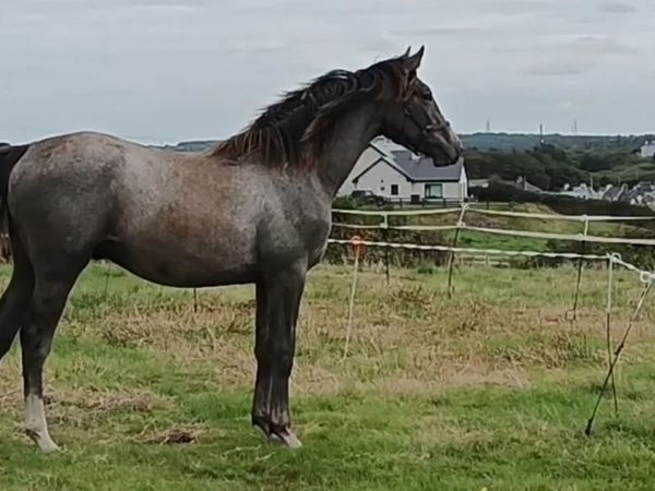 CSF CASTLELAWN EMERALD Yearling - Main image