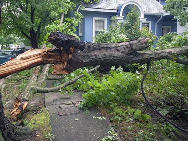 Storm Damage – Fallen Tree Cutting & Removal - Main image
