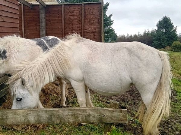 Pony and foal - Main image