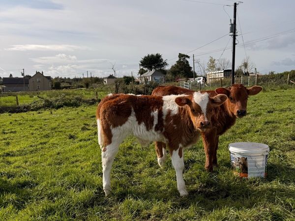 Red Belgian Blue calf - Main image