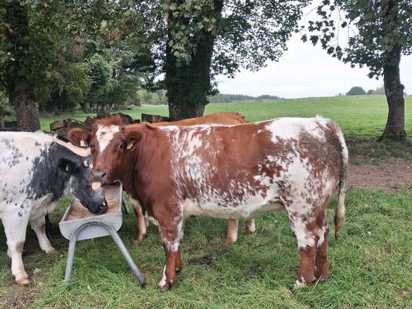 Breeding Heifers - Main image