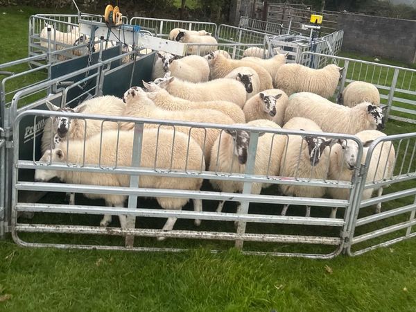 Ewe Lambs - Main image