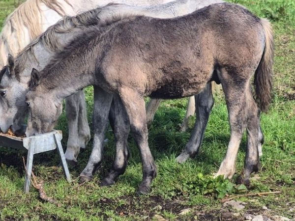 Reg Connemara Colt Foal - Main image