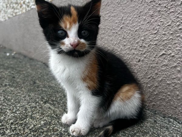 Kittens - Main image