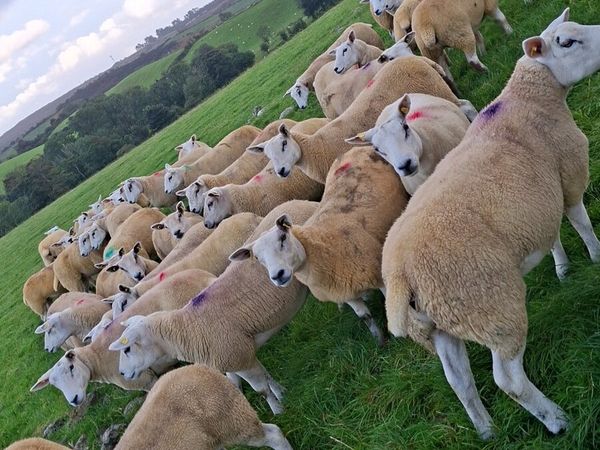 20 texel ewe hoggets - Main image