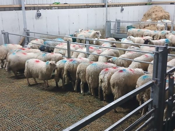 Charlaois  Ewe and ramb lamb - Main image
