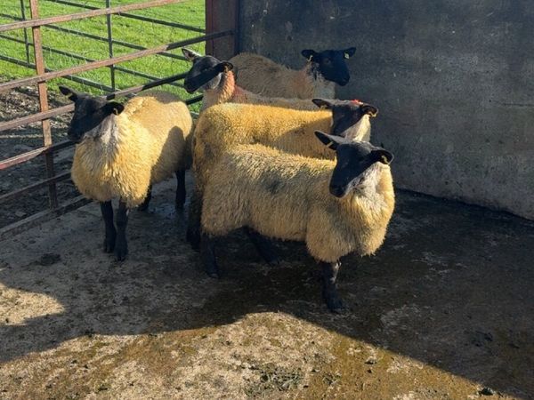 ewe lambs for sale - Main image