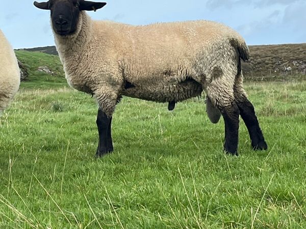 Suffolk hogget ram - Main image