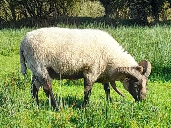 Pure Bred Shetland Ram - Main image