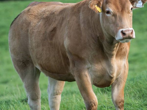 🐮Outstanding Selection of Incalf Heifers 16th Oct - Main image