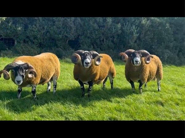 Lanark Shearling rams - Main image