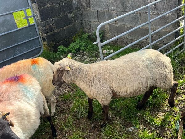 Vendeen hogget pbr sis double 5 star - Main image