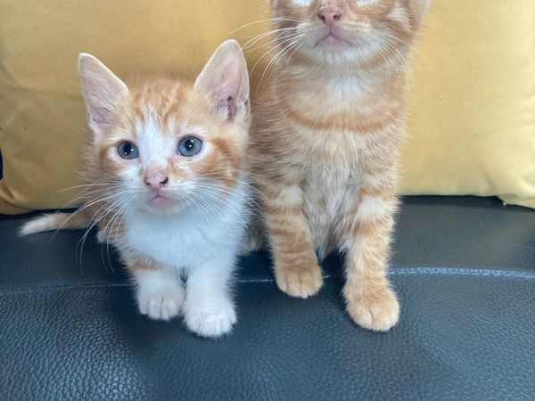 Kittens for sale - Main image